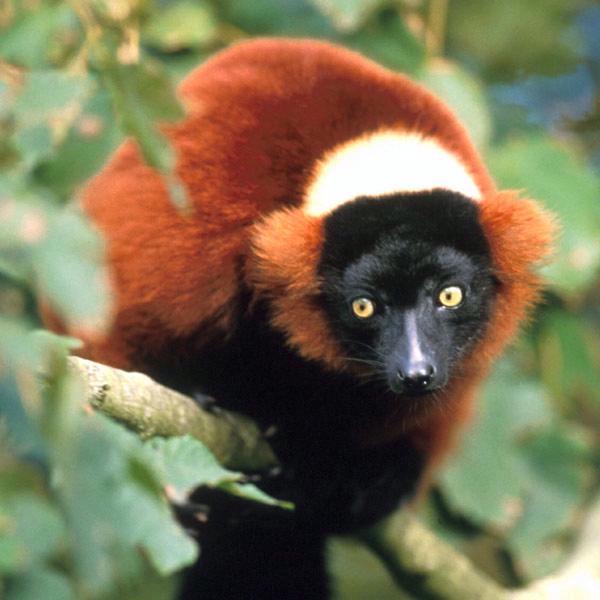 portrait of red ruffed lemur